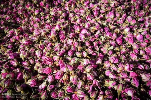 تصویر 2 از فروش گل محمدی تبریز + قیمت خرید به صرفه